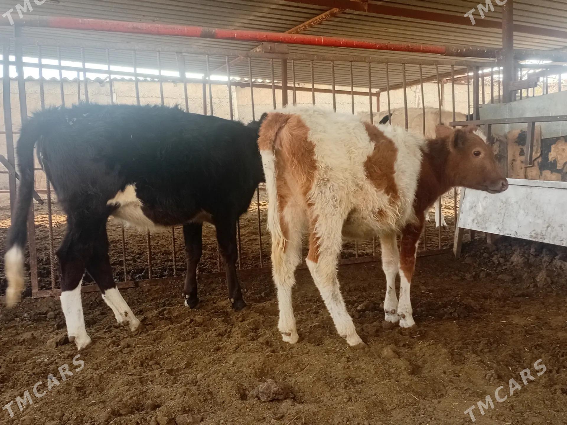 tüwe - Ашхабад - img 2