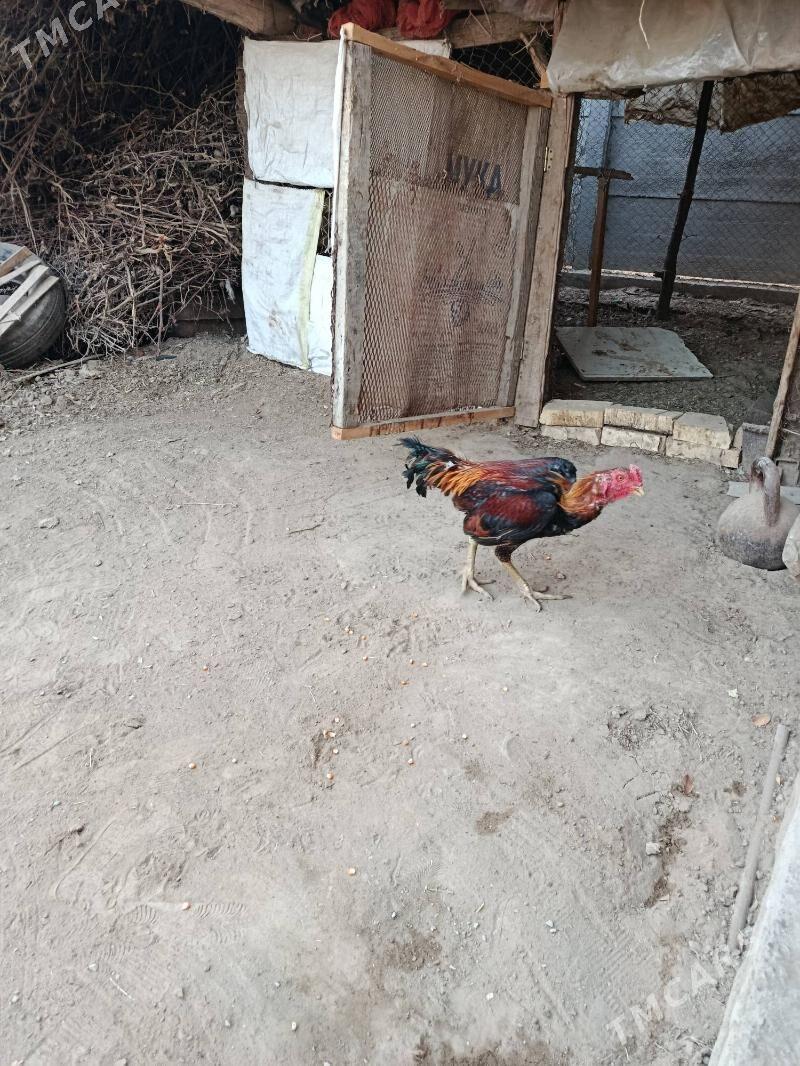 horaz - Векильбазар - img 2