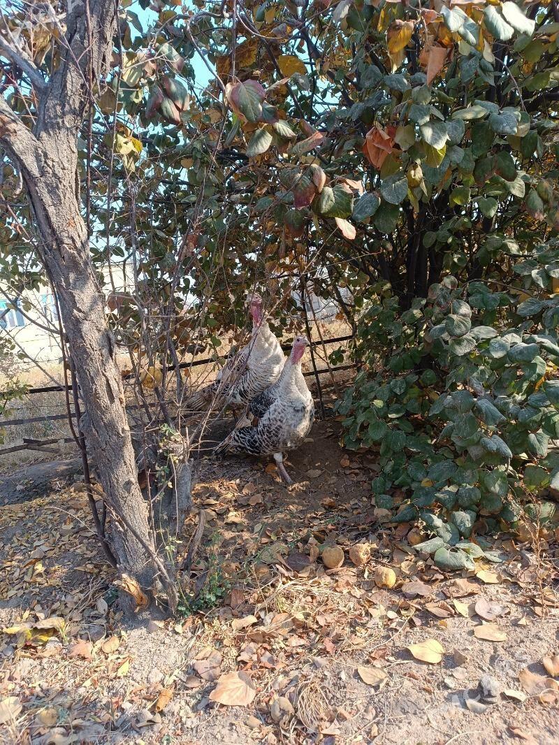 Erkek induk 9aylyk - Мары - img 2