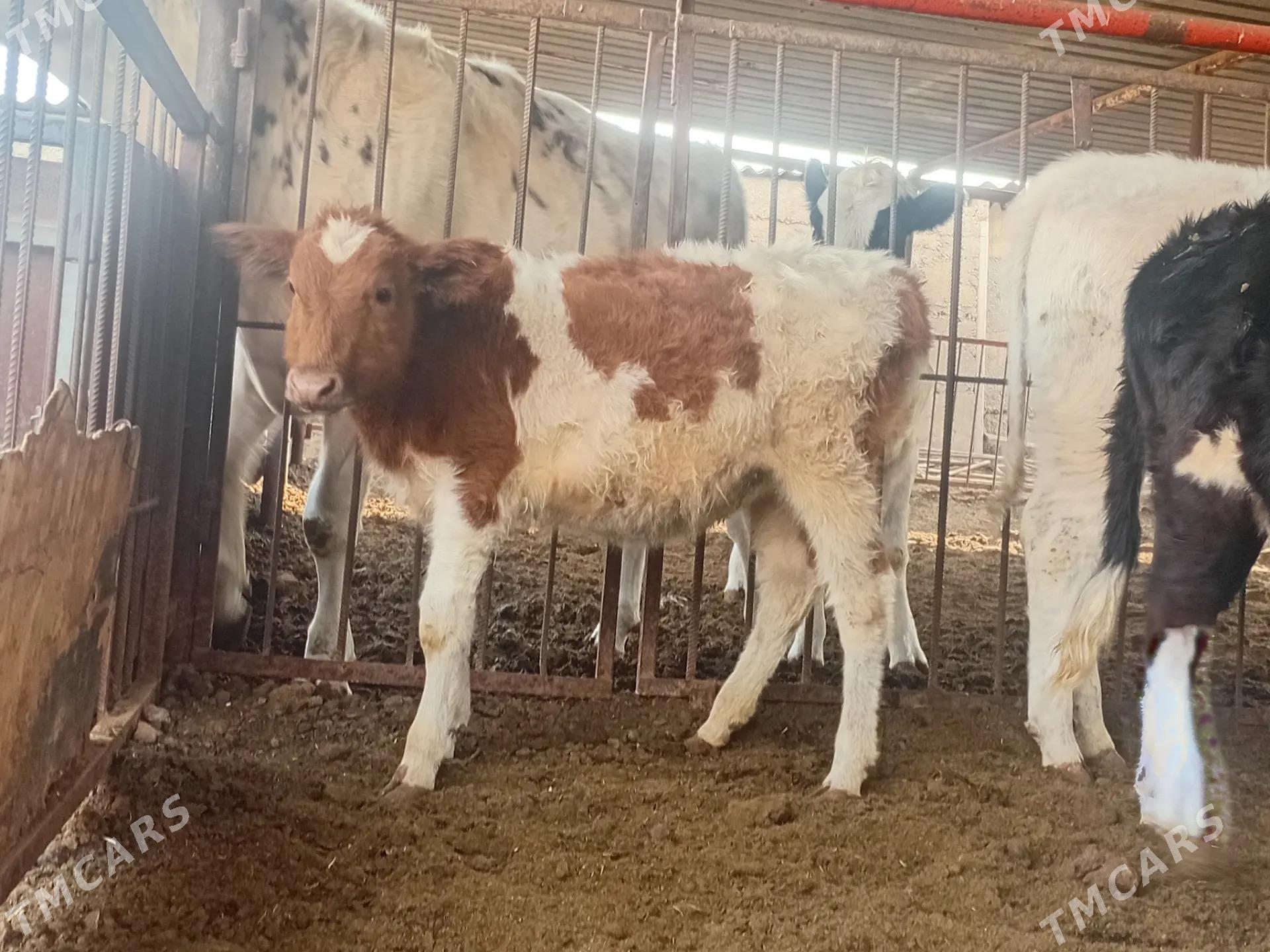 tüwe - Ашхабад - img 3