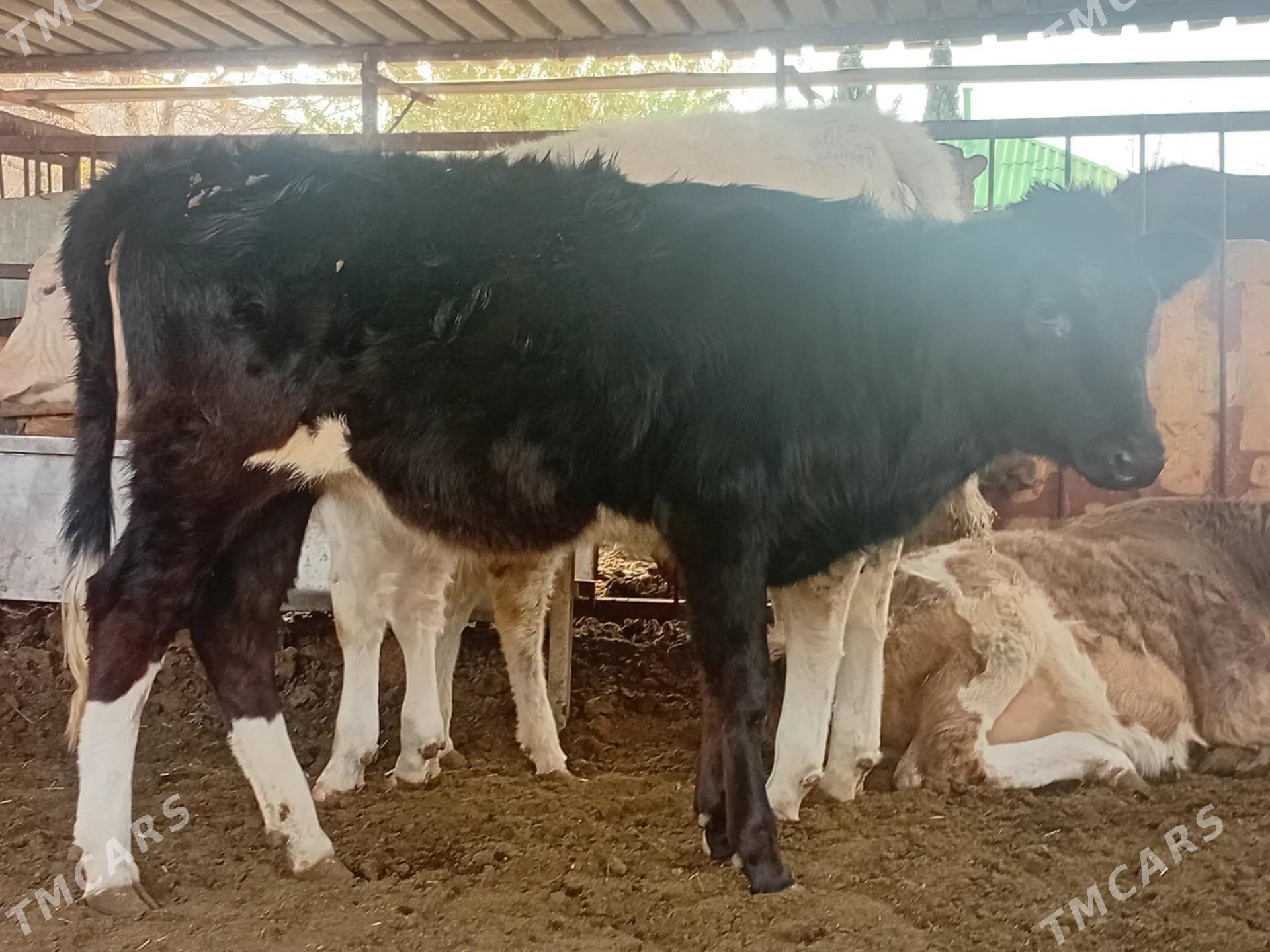 tüwe - Ашхабад - img 4