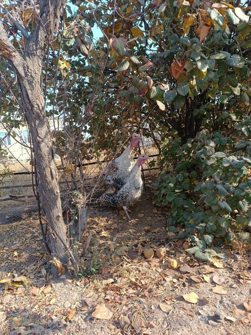 Erkek induk 9aylyk - Мары - img 1