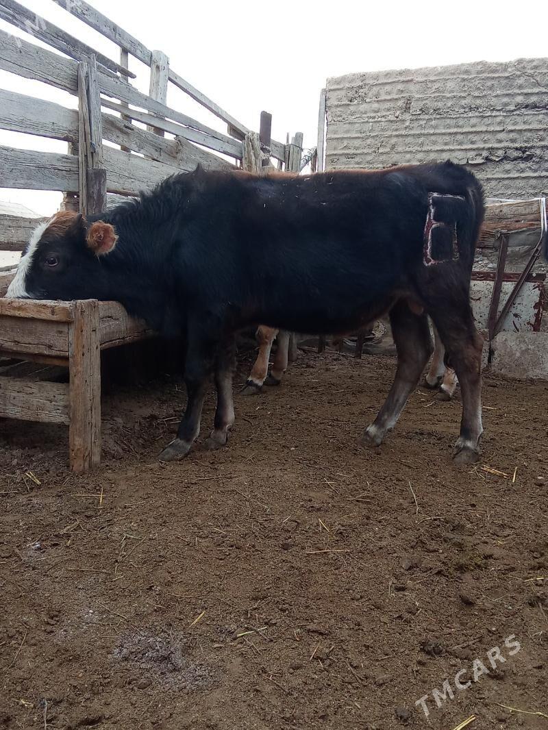 oküz - Esenguly - img 3