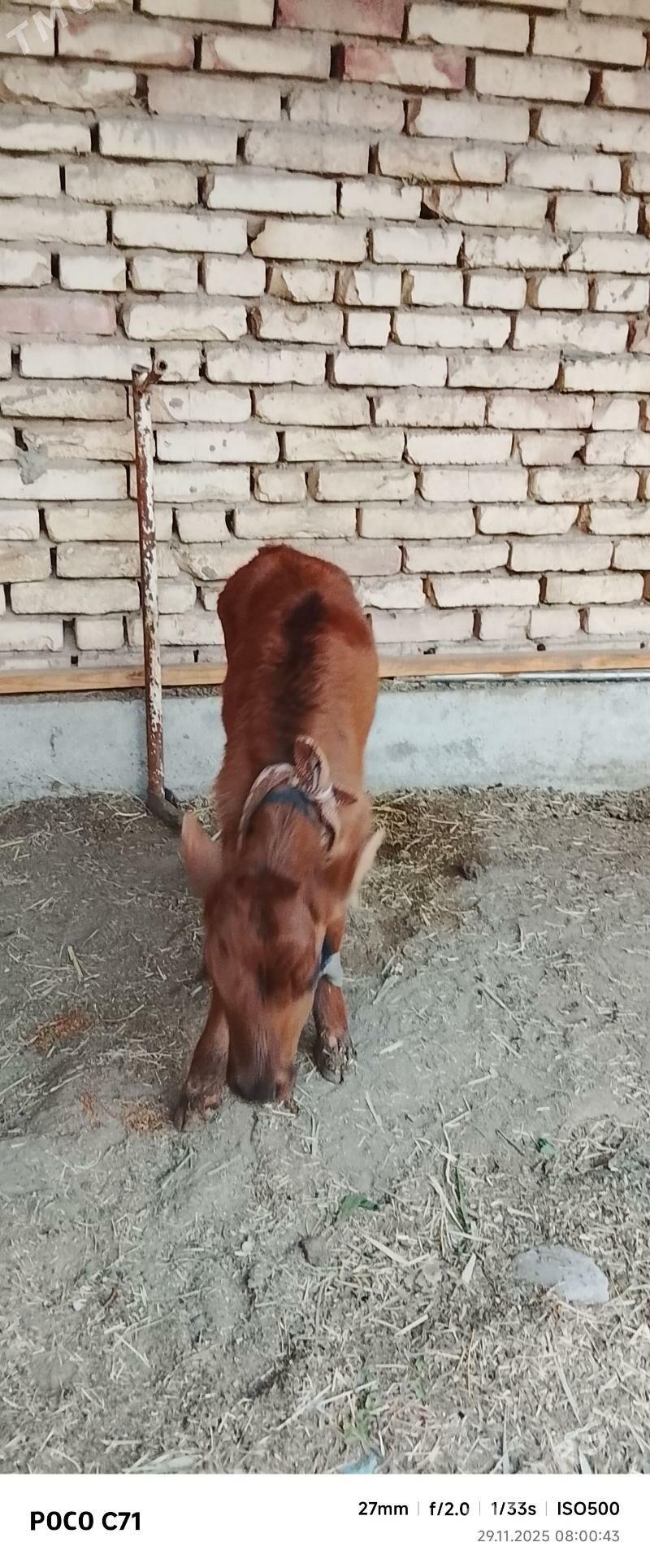 GOLELİ SYGYR - Mary - img 2