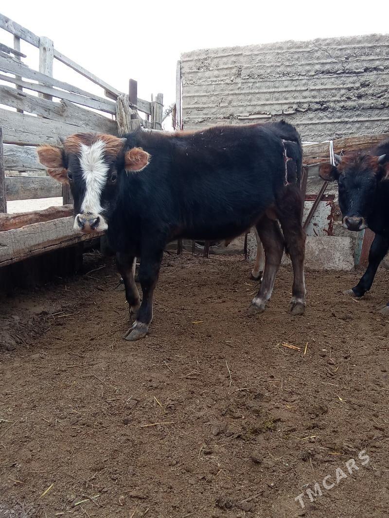 oküz - Esenguly - img 2