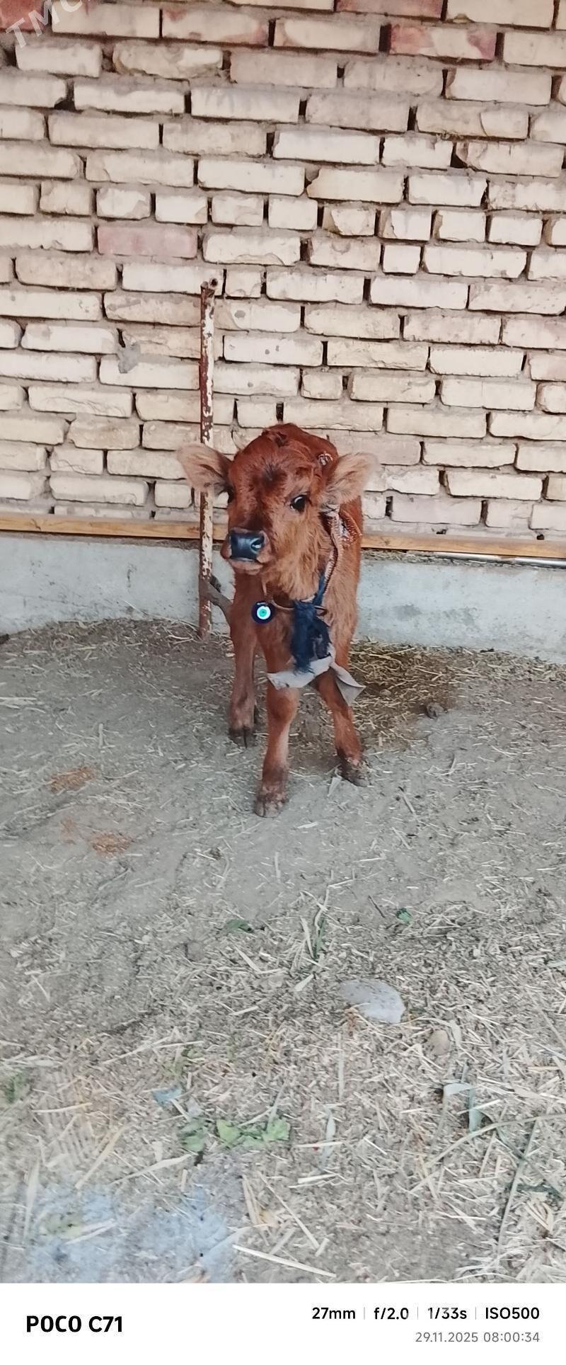 GOLELİ SYGYR - Mary - img 3