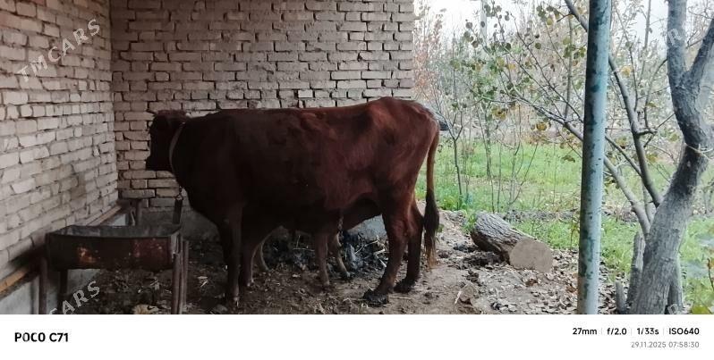 GOLELİ SYGYR - Mary - img 5