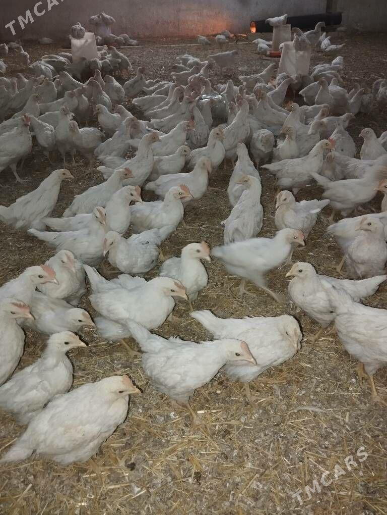 Towuk juyje - Мургап - img 2