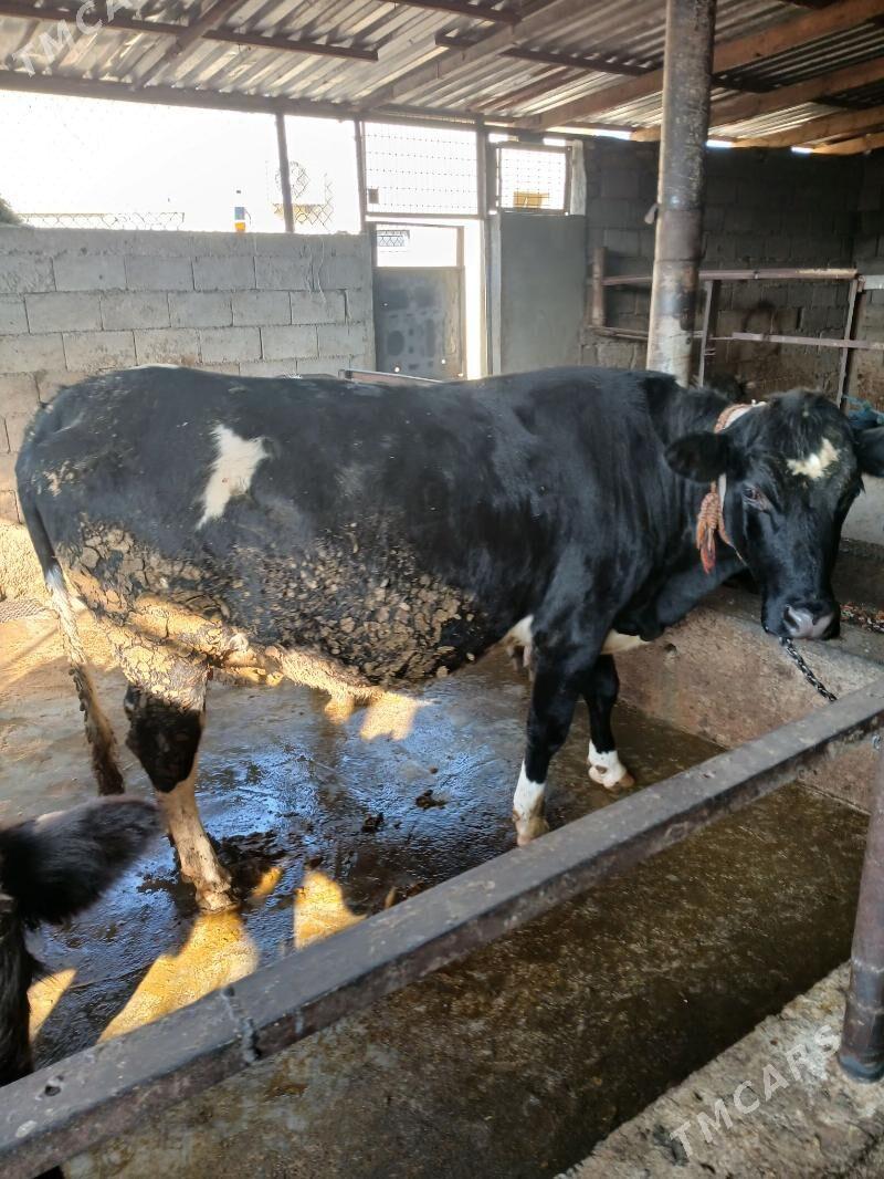 Tuwe - Гёкдже - img 2