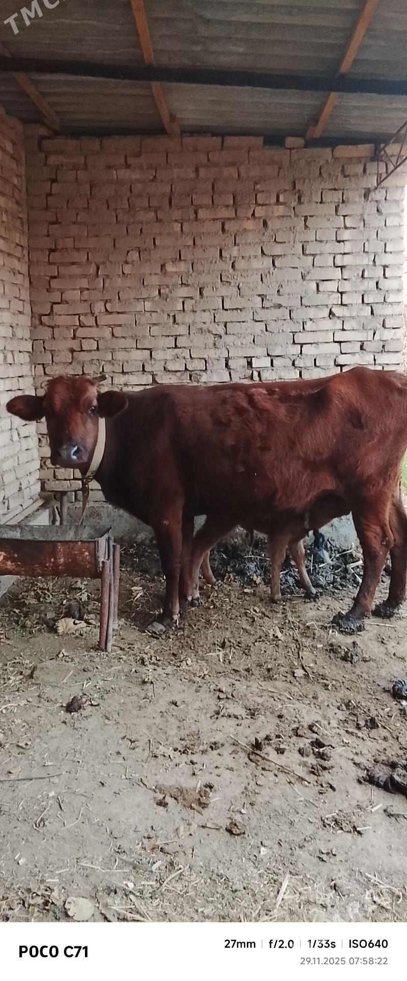 GOLELİ SYGYR - Mary - img 6