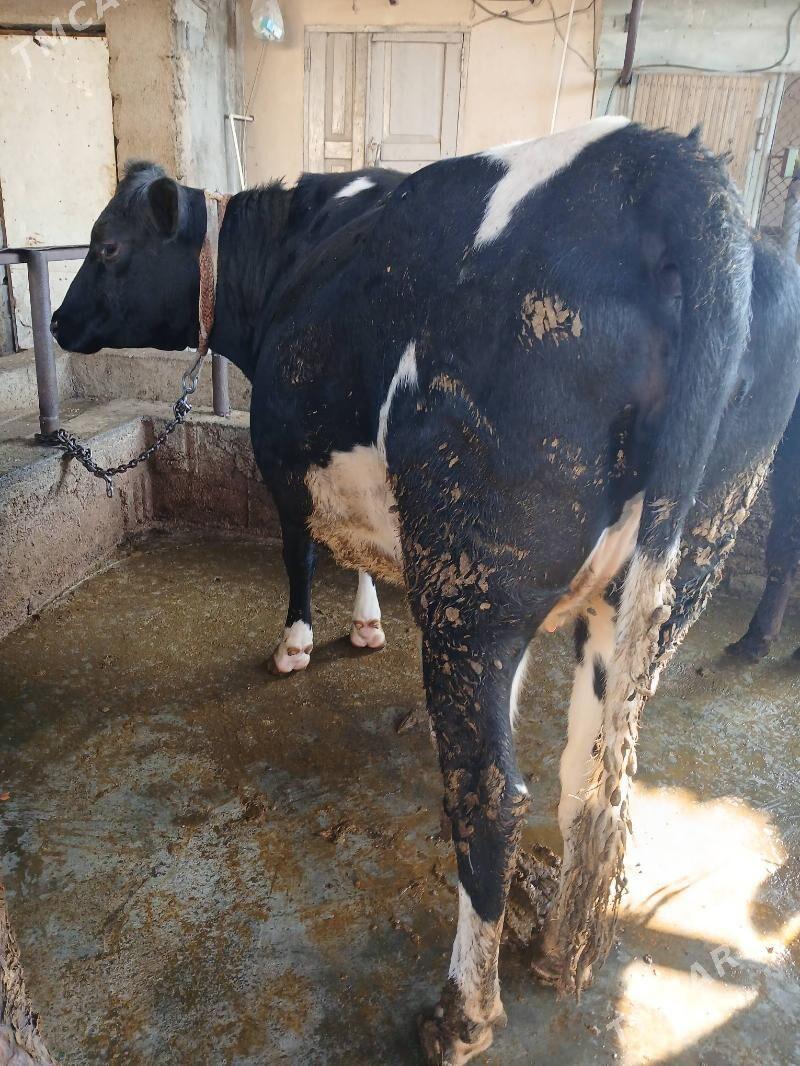 Tuwe - Гёкдже - img 5