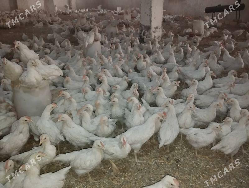 Towuk juyje - Мургап - img 3