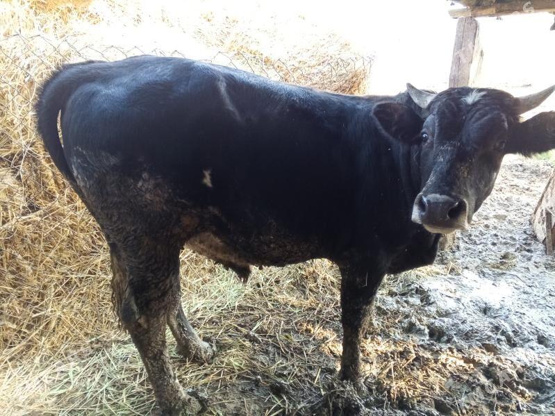 okuz - Бахарден - img 2