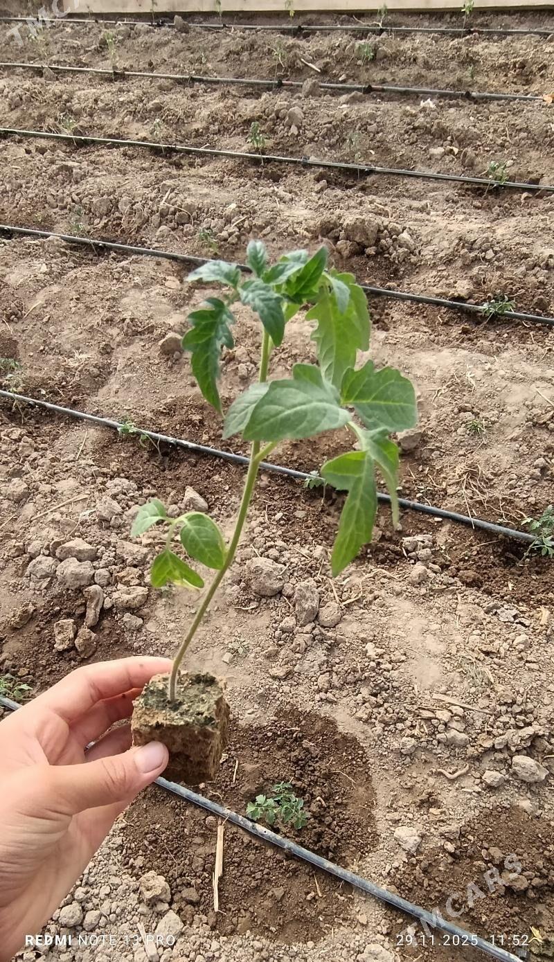 Pomidor   Stil wazira - Кëши - img 3