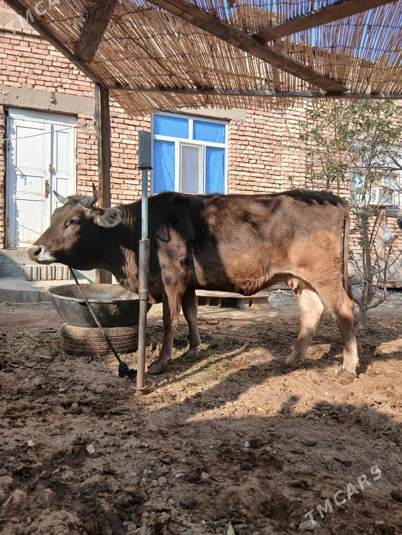 Sygyr - Чоганлы - img 2