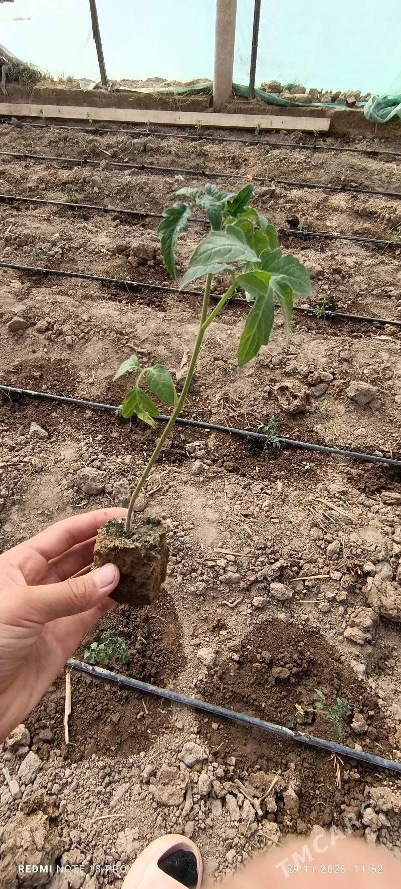 Pomidor   Stil wazira - Кëши - img 4