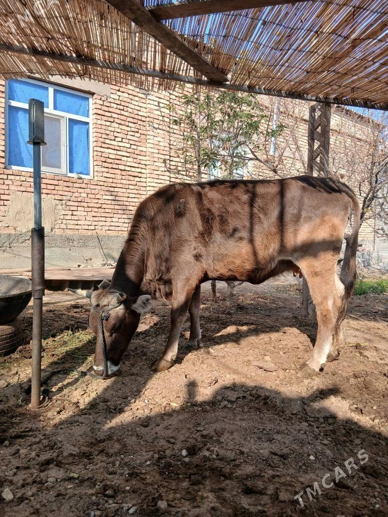 Sygyr - Чоганлы - img 3