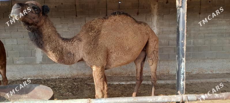 duye - Бахарден - img 2