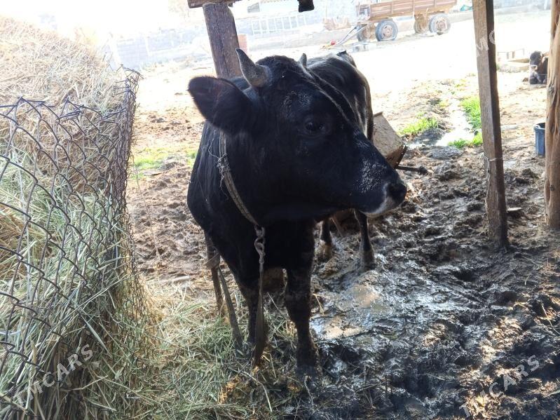 okuz - Бахарден - img 4