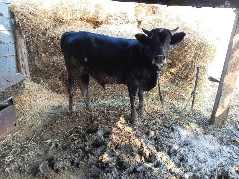 okuz - Бахарден - img 3