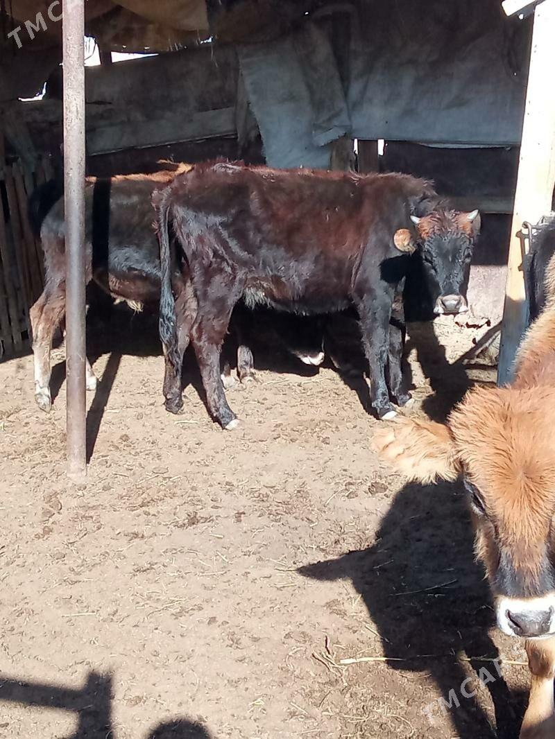 gaçar - Esenguly - img 3