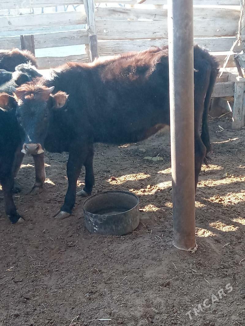 gaçar - Esenguly - img 1