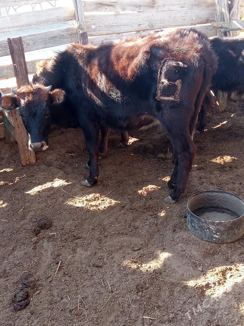 gaçar - Esenguly - img 2