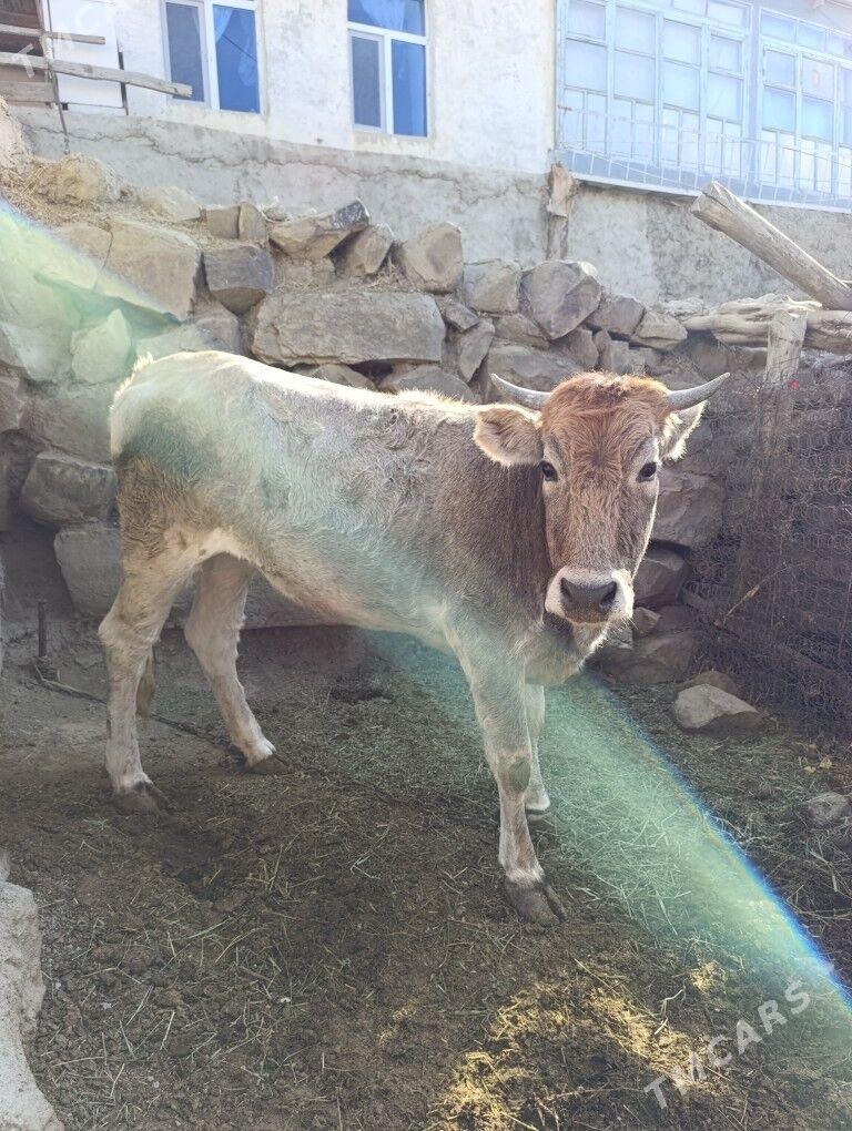 Tuwe - Бахарден - img 2