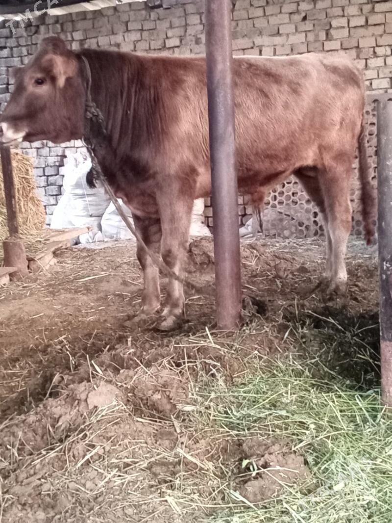 oküz - Ak bugdaý etraby - img 3