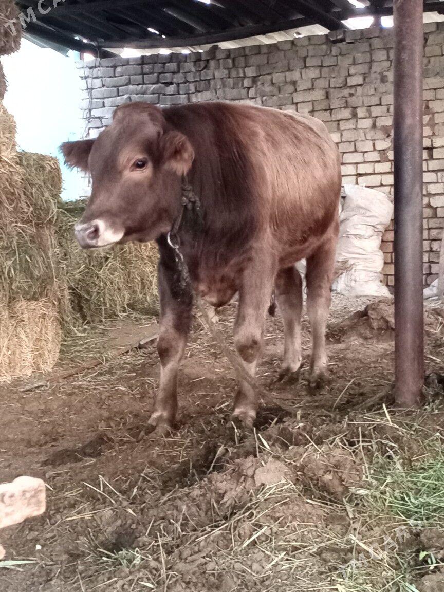 oküz - Ak bugdaý etraby - img 6