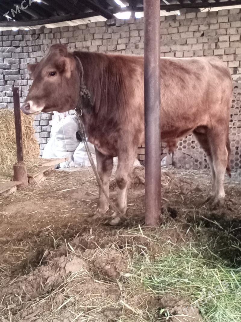 oküz - Ak bugdaý etraby - img 2