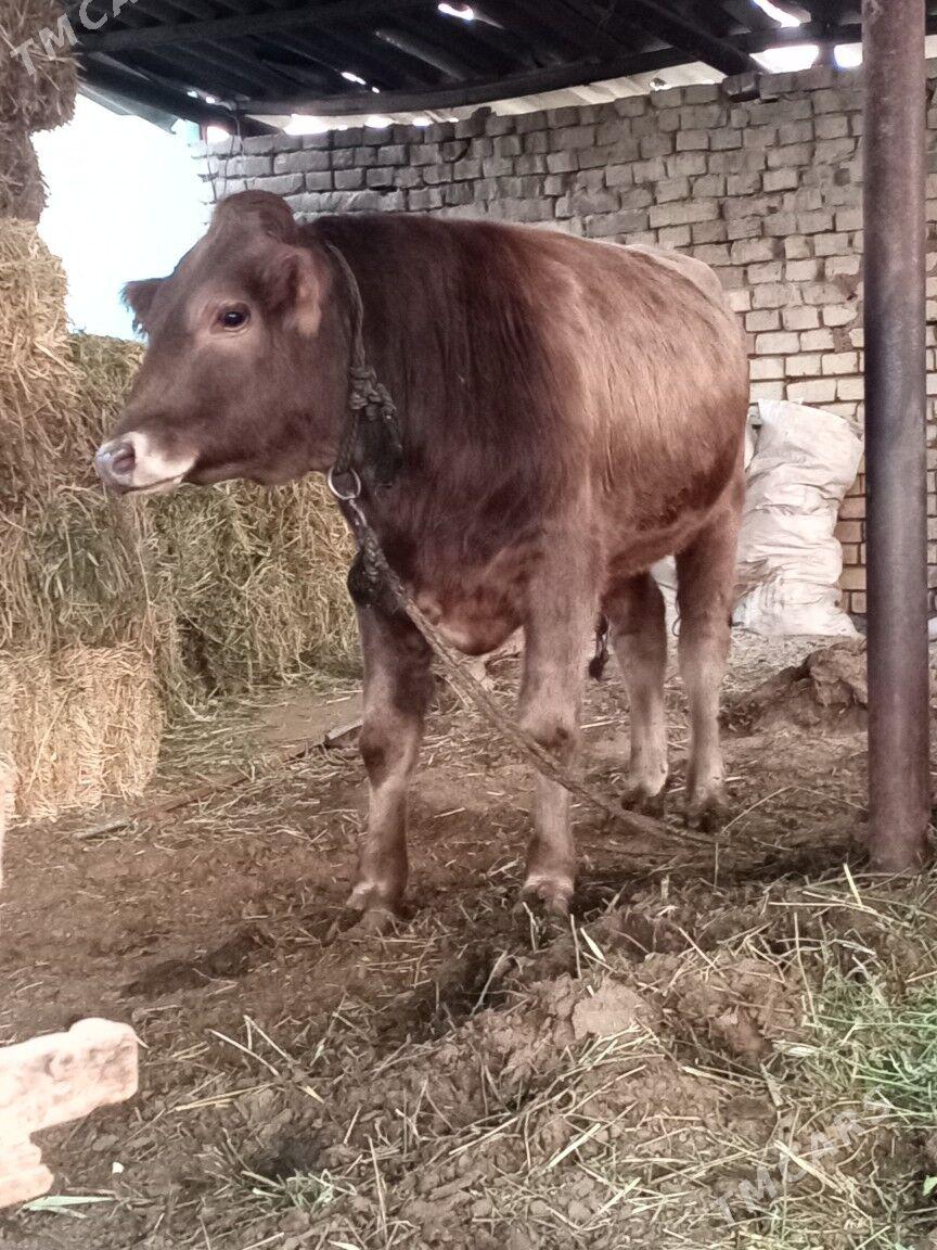 oküz - Ak bugdaý etraby - img 5