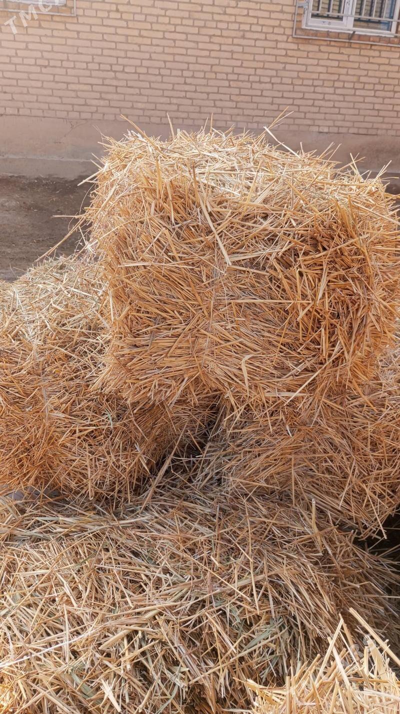 Бугдай саман - Туркменабат - img 2