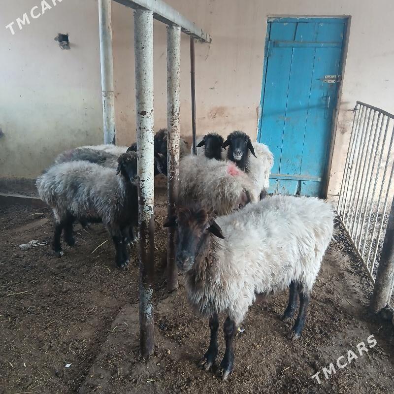 bakyda duran mal - Gökdepe - img 4