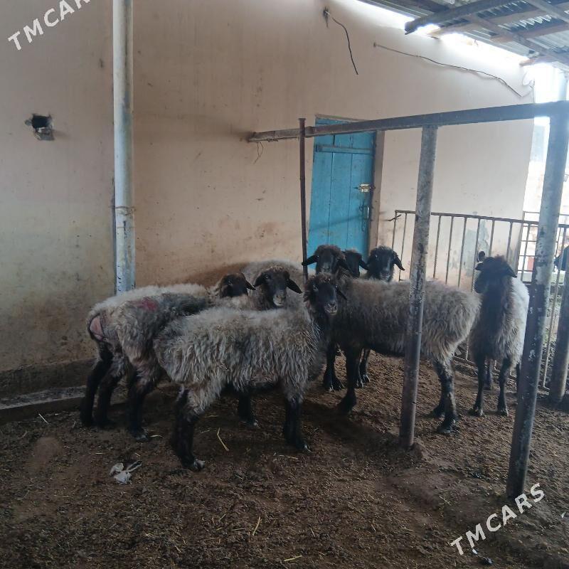 bakyda duran mal - Gökdepe - img 2