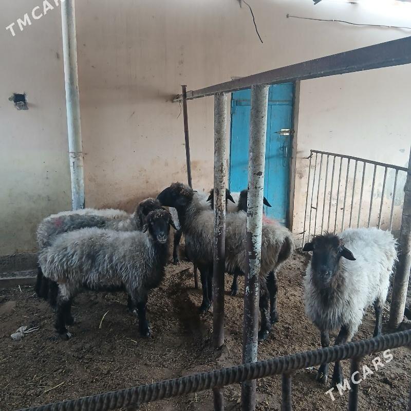 bakyda duran mal - Gökdepe - img 6