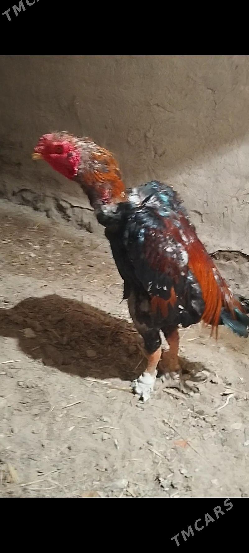 horaz towuk - Darganata - img 6