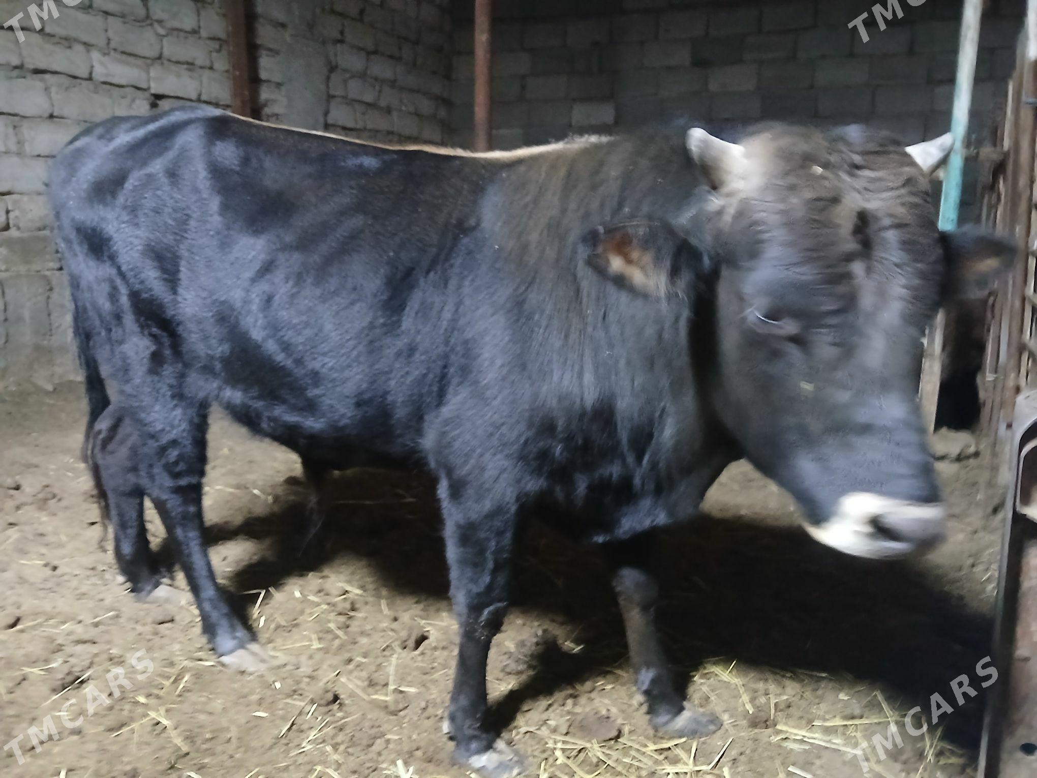 Okuz - Büzmeýin - img 1