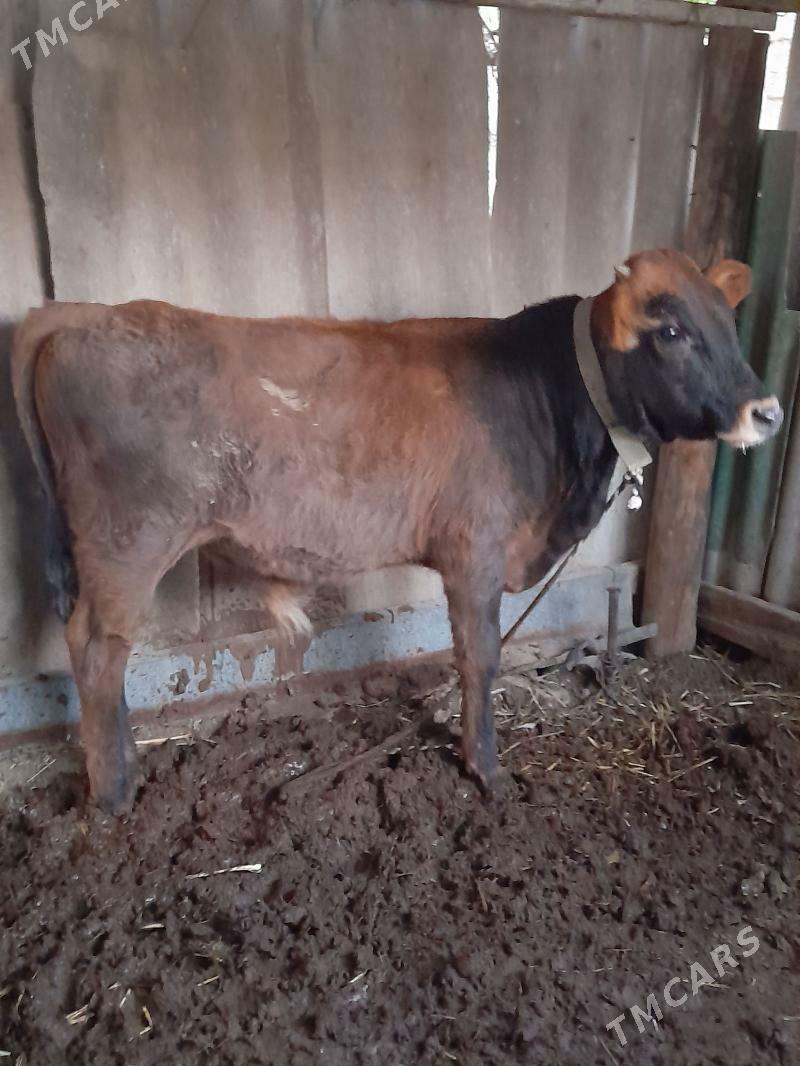 okuz - Багир - img 5