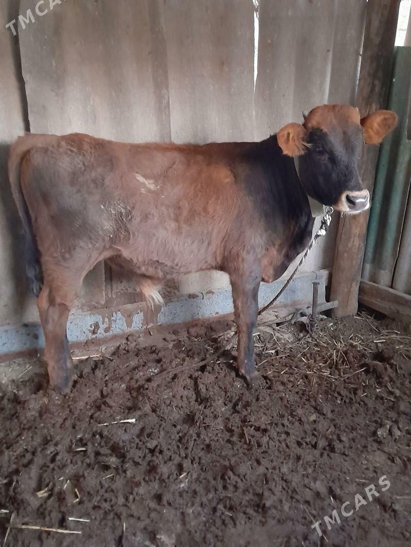 okuz - Багир - img 4