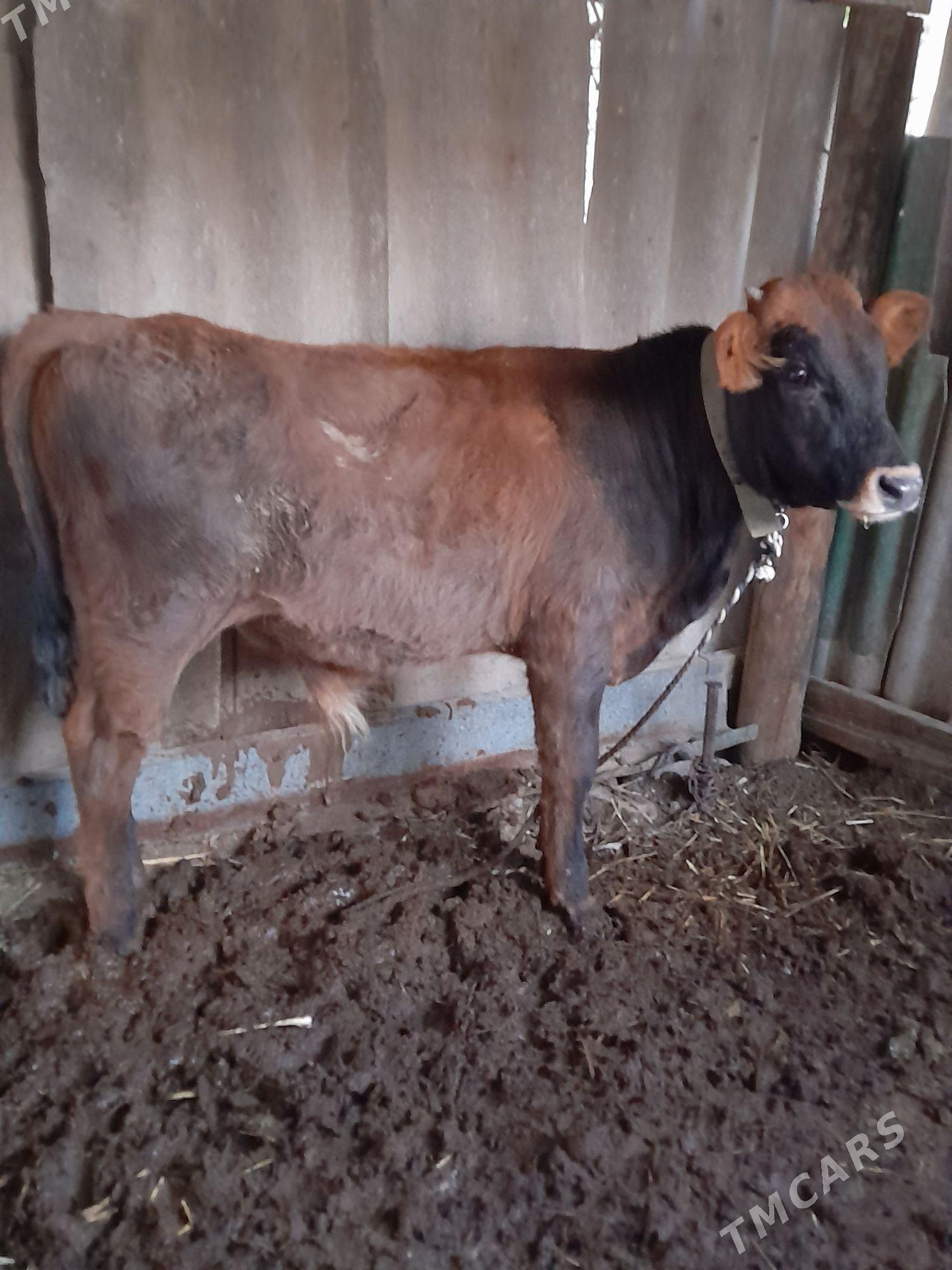 okuz - Багир - img 2