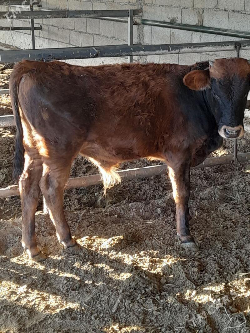 okuz - Багир - img 3