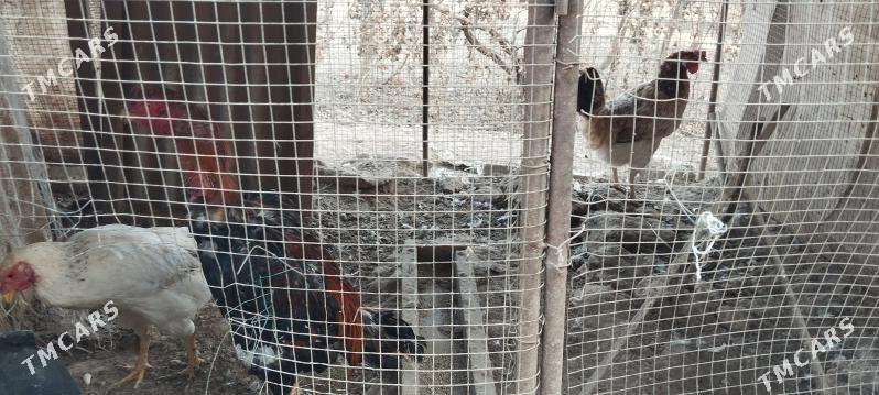 horaz towuk - Darganata - img 4