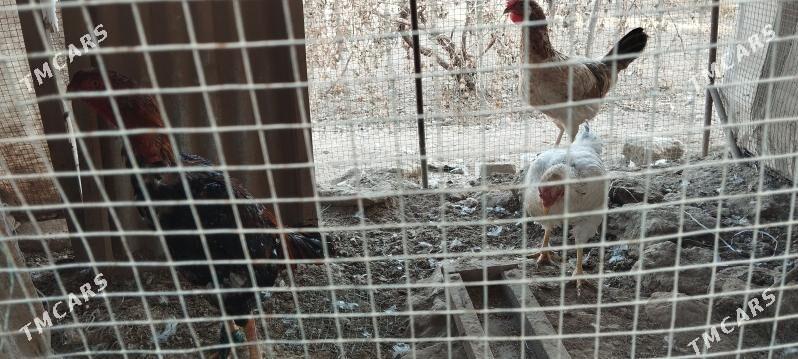 horaz towuk - Darganata - img 5