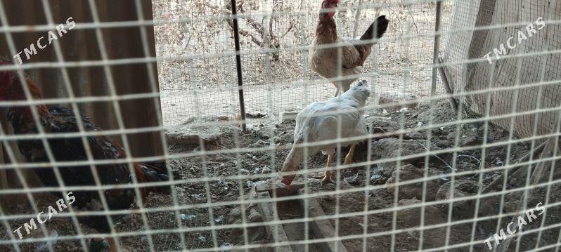 horaz towuk - Darganata - img 3