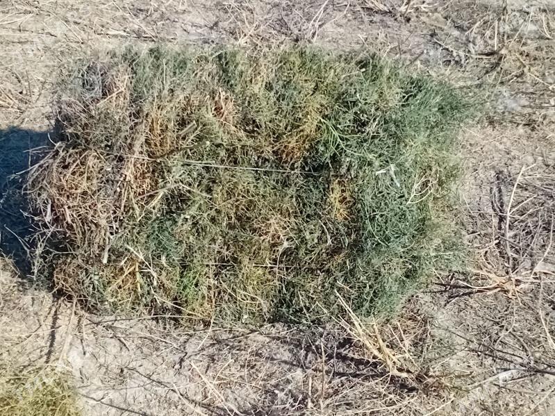 Yandak - Ашхабад - img 2