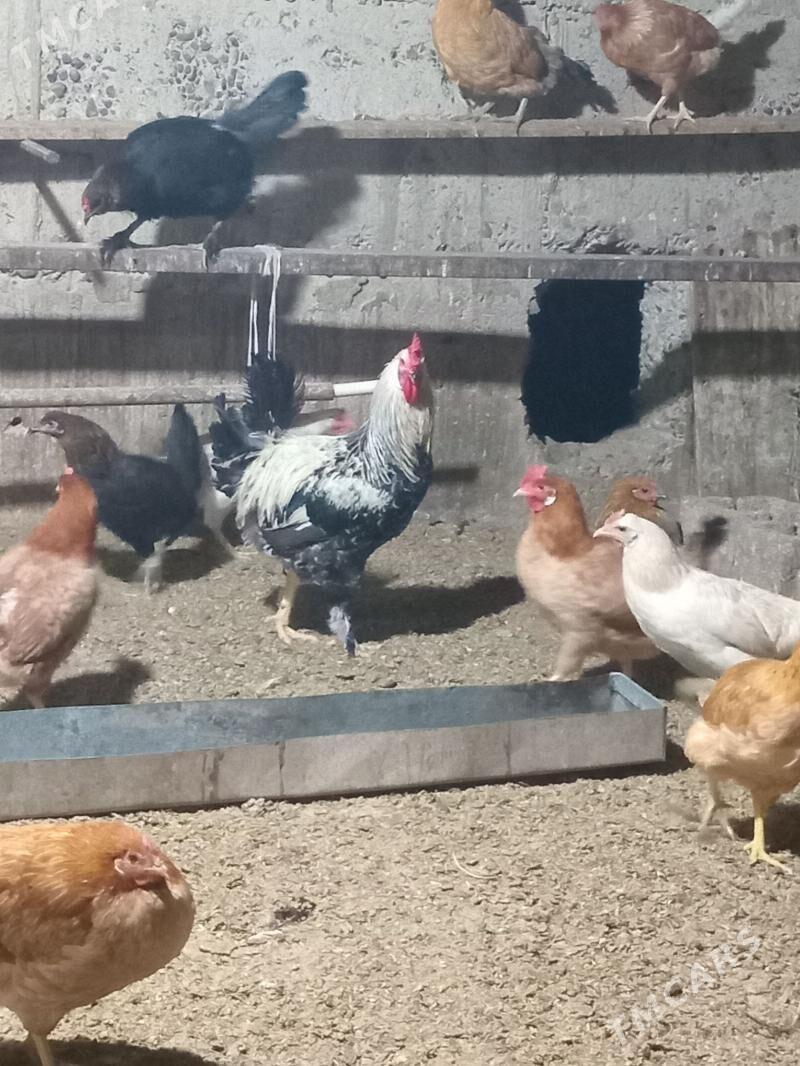 balgar horaz - Кака - img 7