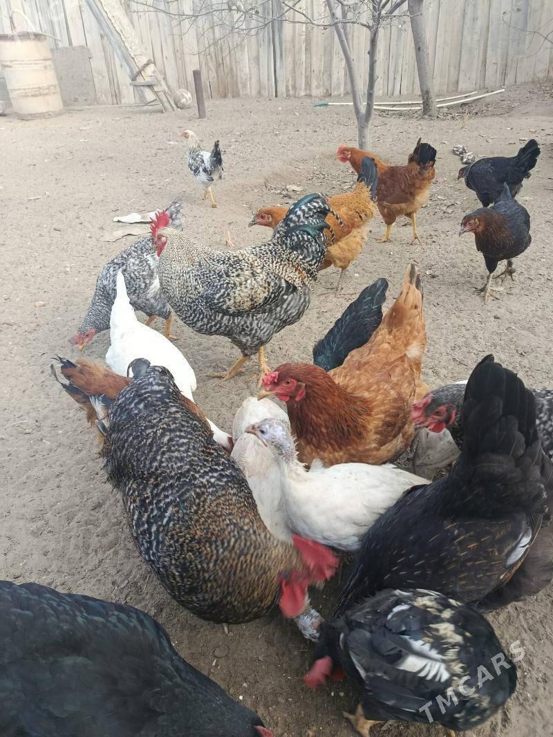 Птицы - Хазар - img 5