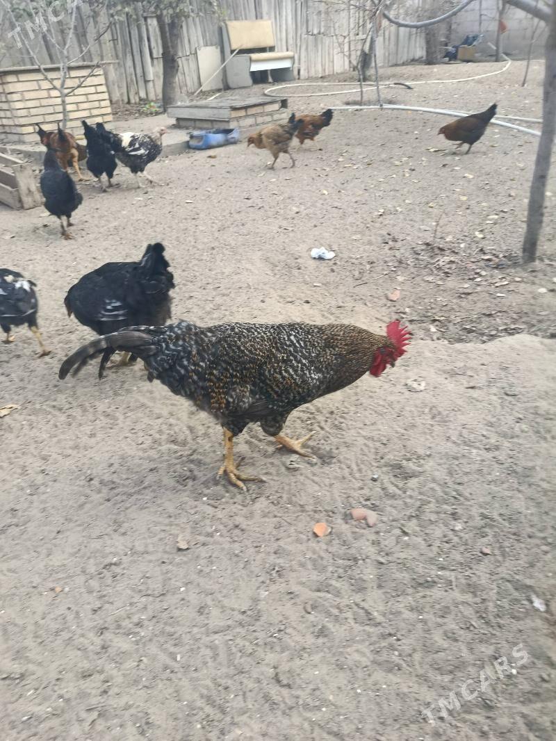 Птицы - Хазар - img 2