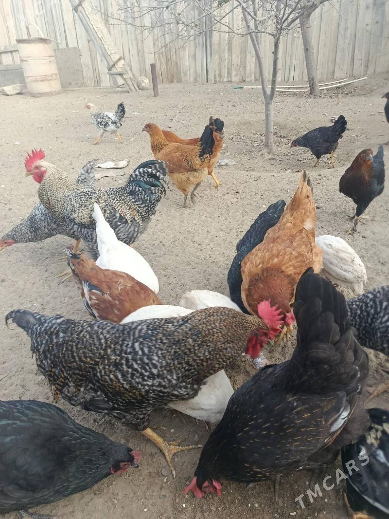 Птицы - Хазар - img 3